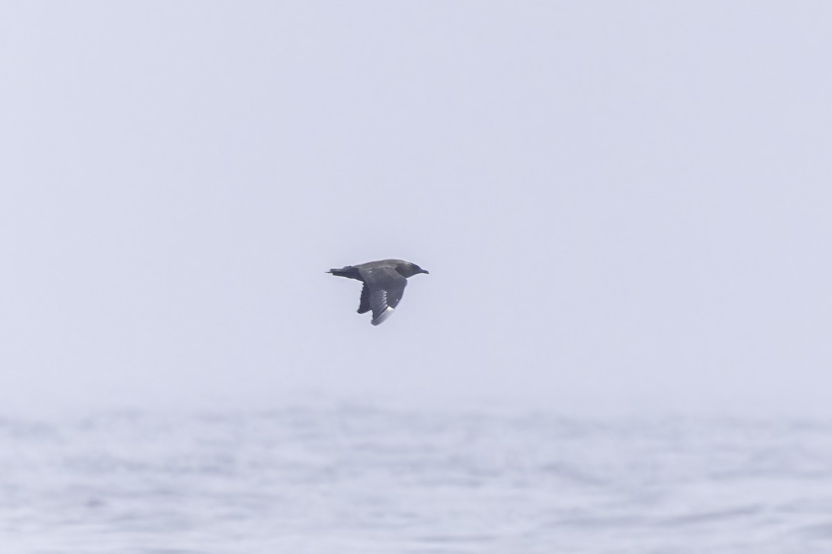 South Polar Skua - ML641162235