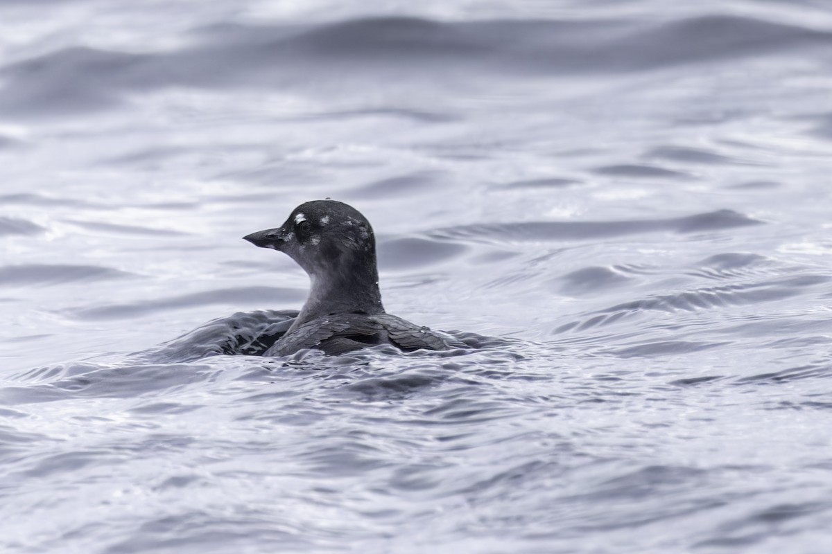 Cassin's Auklet - ML641162238