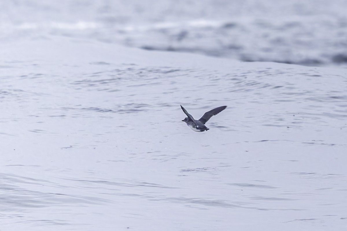 Cassin's Auklet - ML641162239