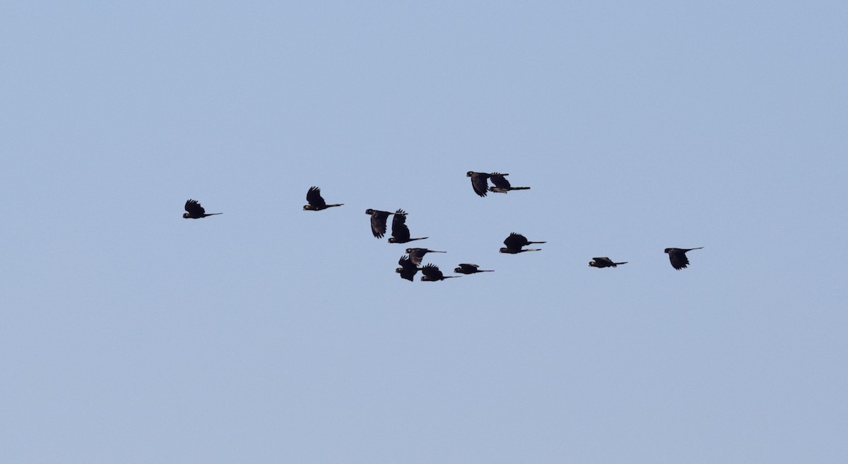 Yellow-tailed Black-Cockatoo - ML641162244
