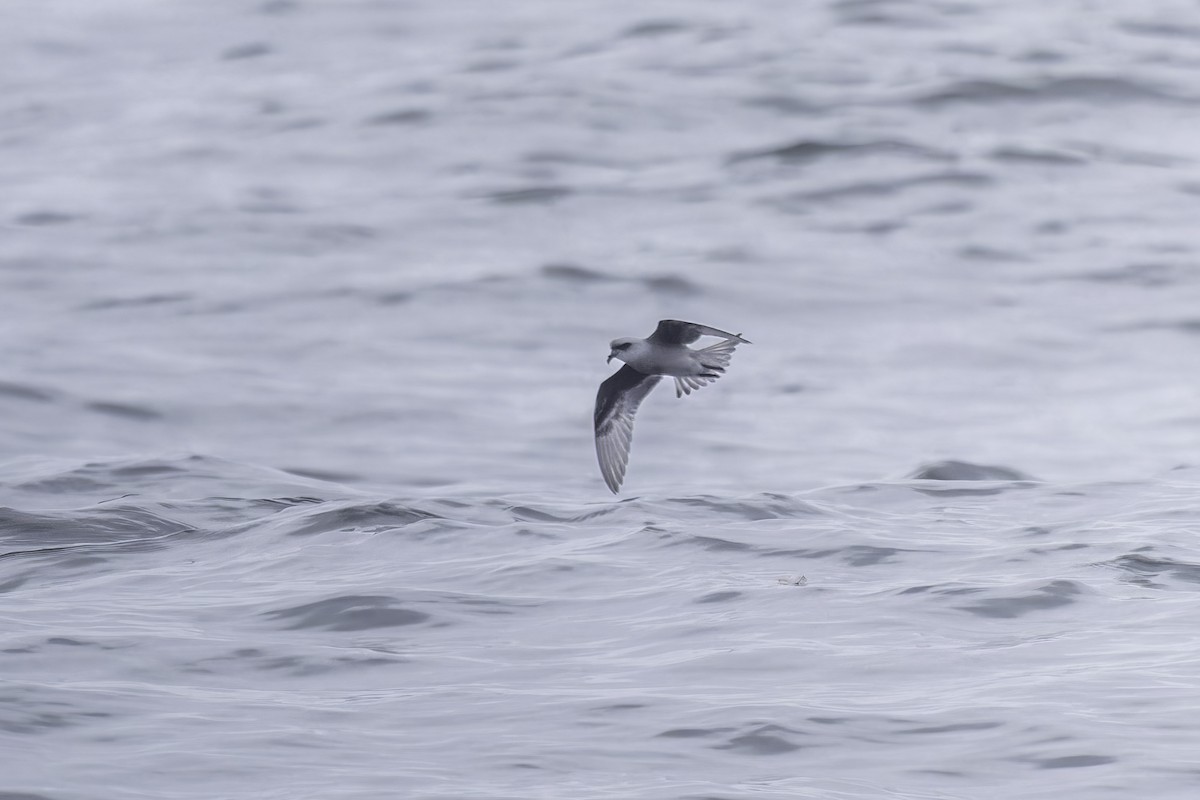 Fork-tailed Storm-Petrel - ML641162250