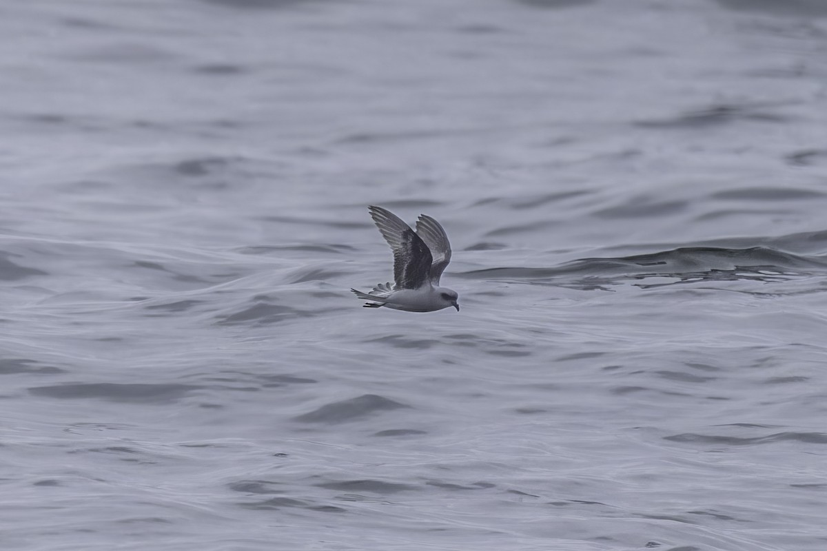 Fork-tailed Storm-Petrel - ML641162251