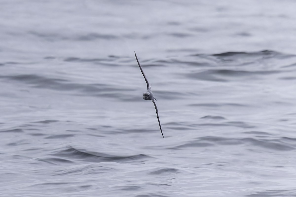Fork-tailed Storm-Petrel - ML641162252