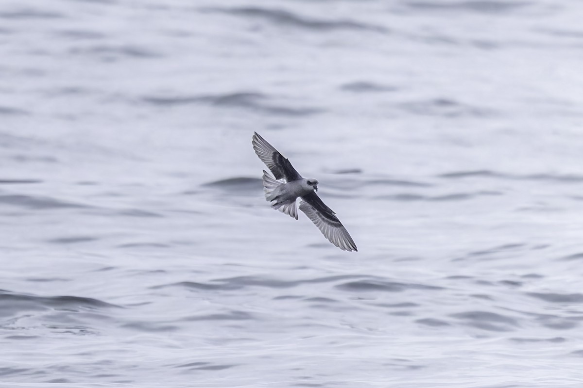 Fork-tailed Storm-Petrel - ML641162253