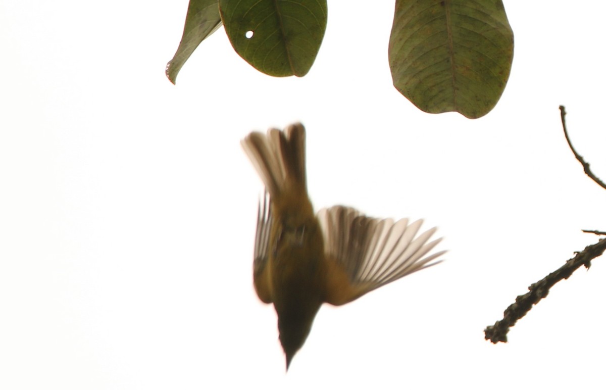 Ochre-bellied Flycatcher (oleagineus Group) - ML641162259