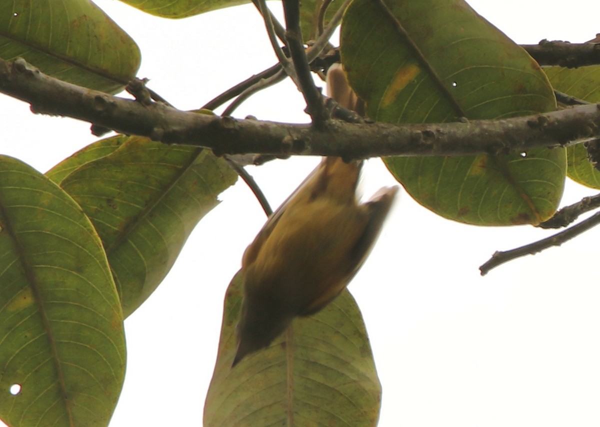 Ochre-bellied Flycatcher (oleagineus Group) - ML641162260