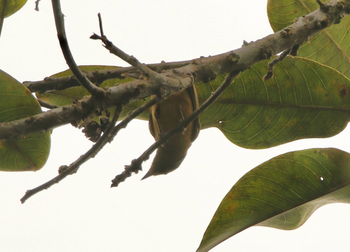 Ochre-bellied Flycatcher (oleagineus Group) - ML641162262