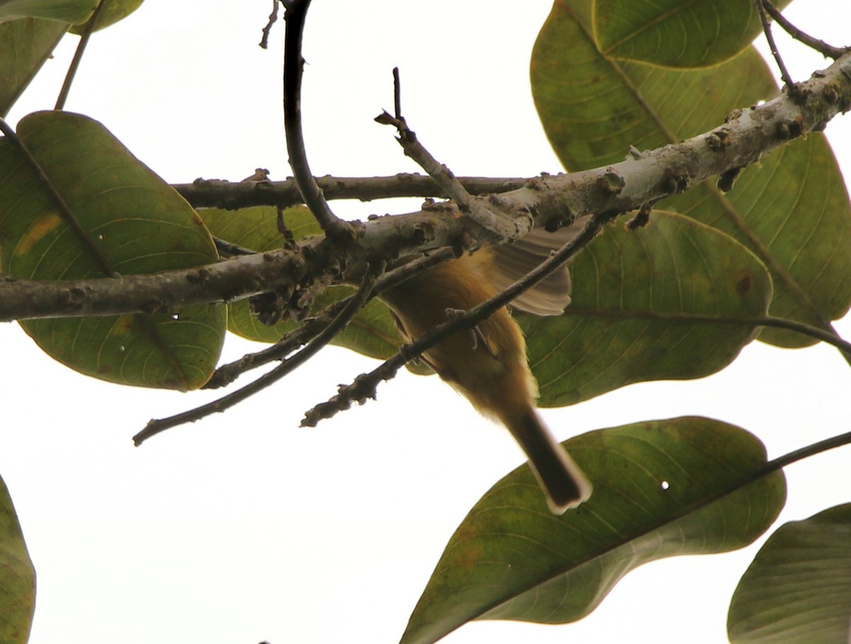 Ochre-bellied Flycatcher (oleagineus Group) - ML641162263