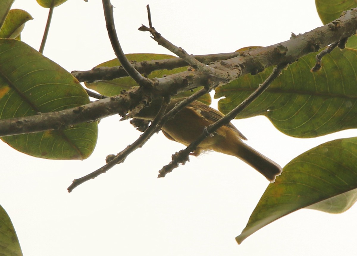 Ochre-bellied Flycatcher (oleagineus Group) - ML641162264