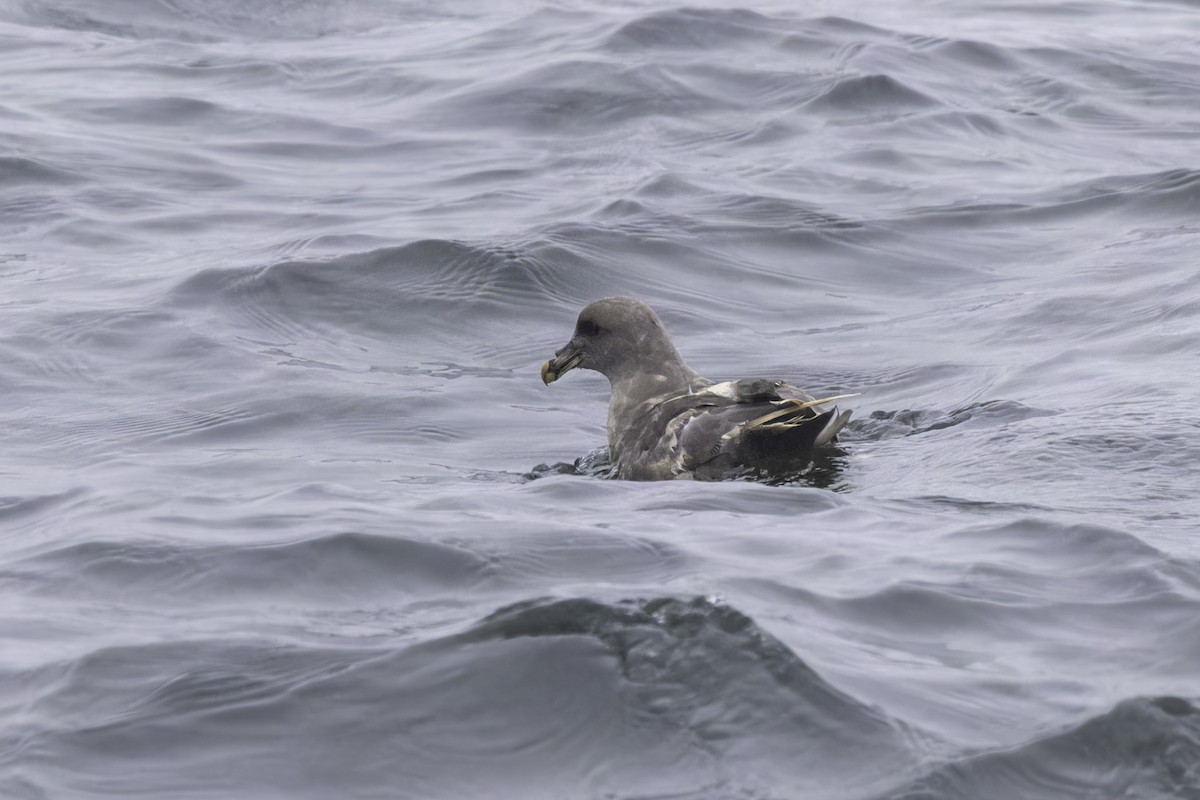Northern Fulmar - ML641162266