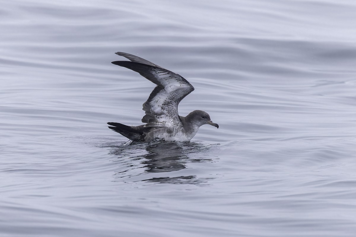 Pink-footed Shearwater - ML641162270
