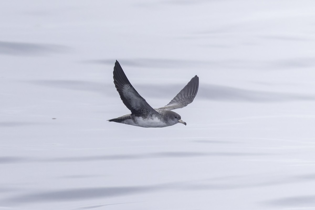 Pink-footed Shearwater - ML641162271
