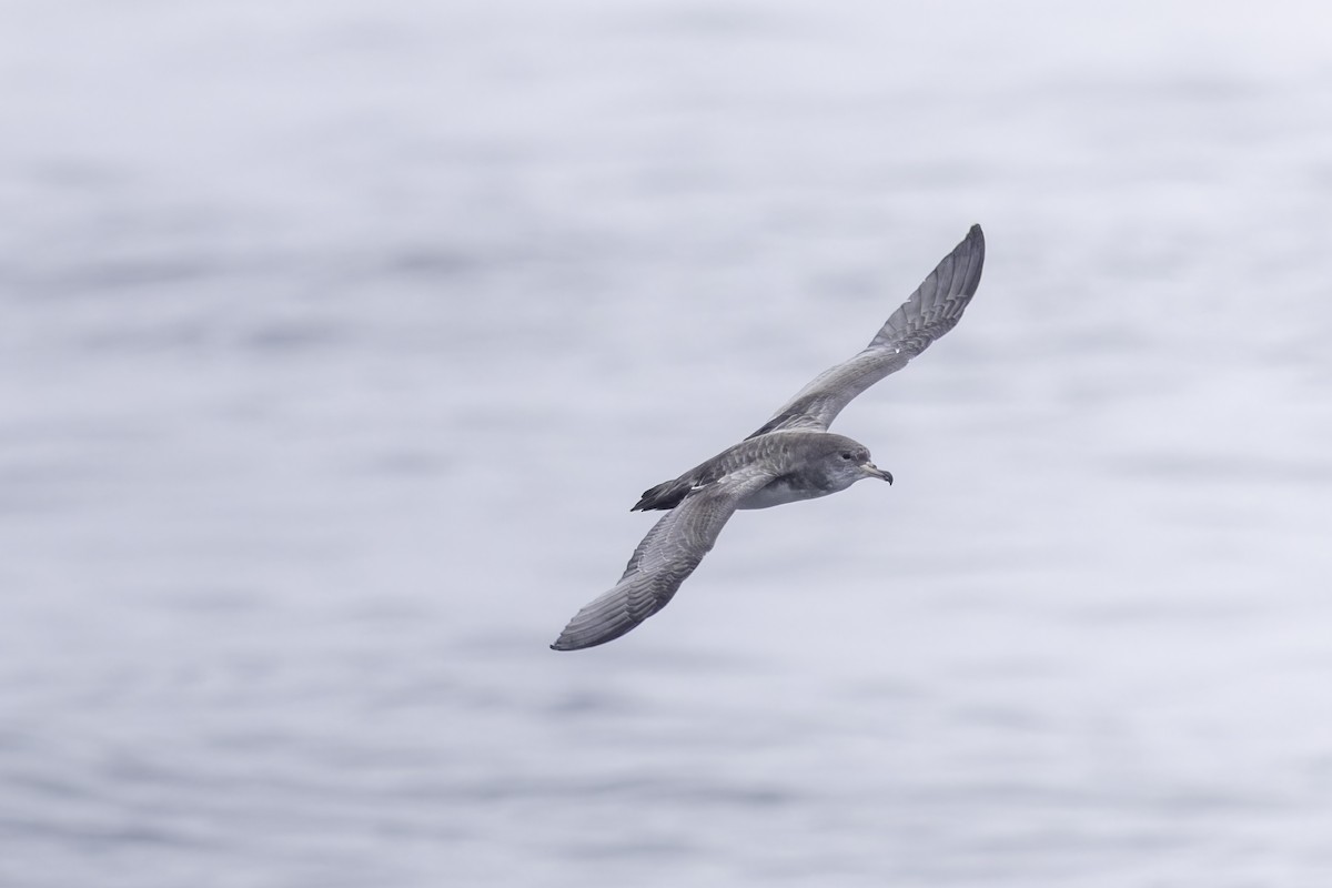 Pink-footed Shearwater - ML641162272