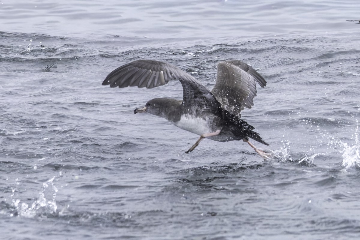 Pink-footed Shearwater - ML641162274