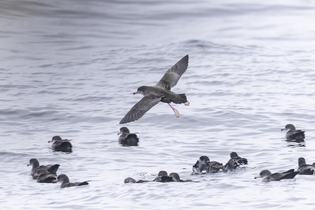 Pink-footed Shearwater - ML641162275