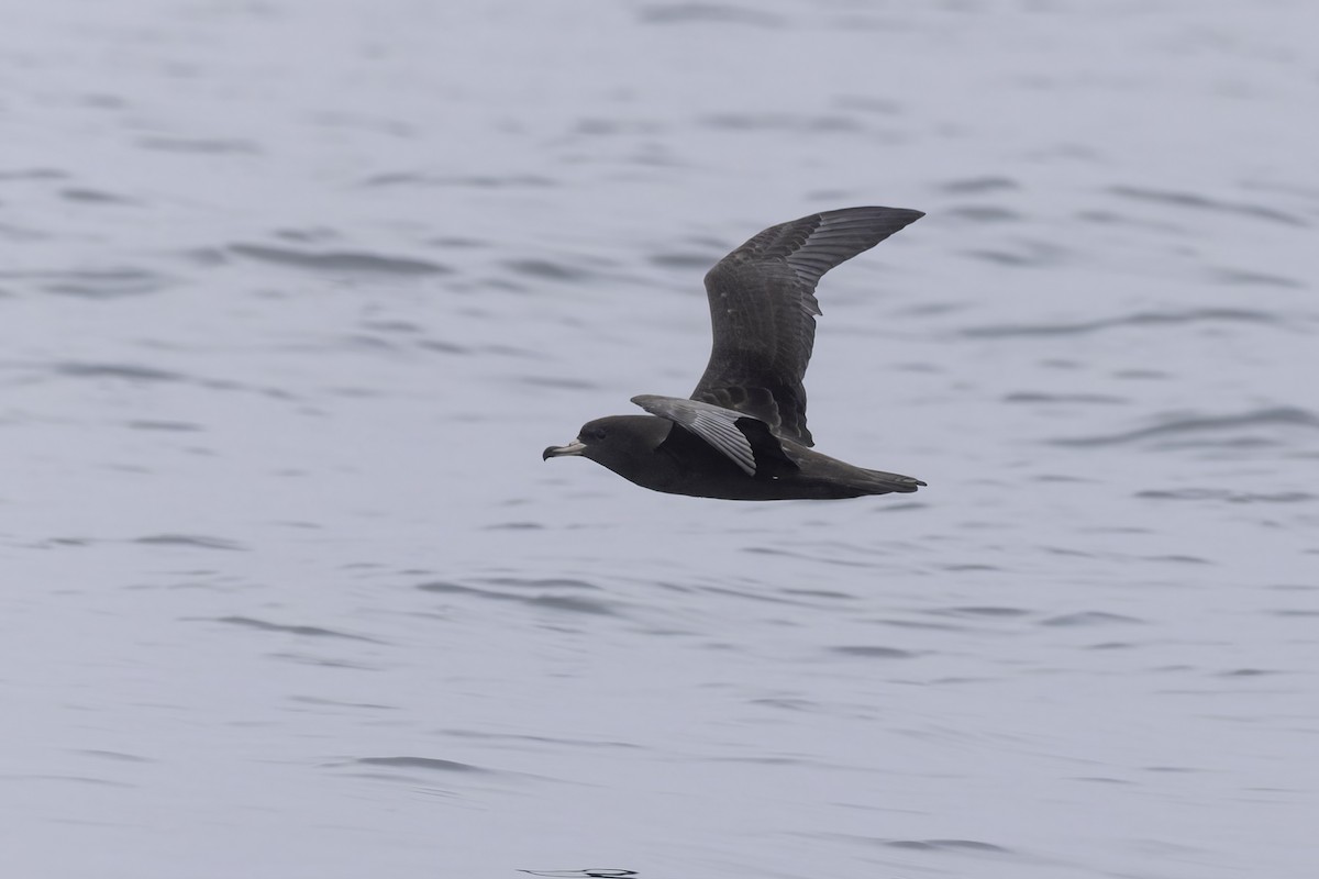 Flesh-footed Shearwater - ML641162279