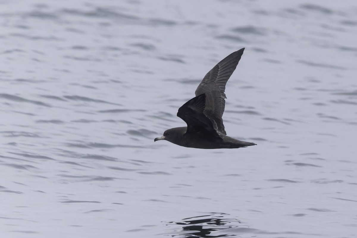 Flesh-footed Shearwater - ML641162281