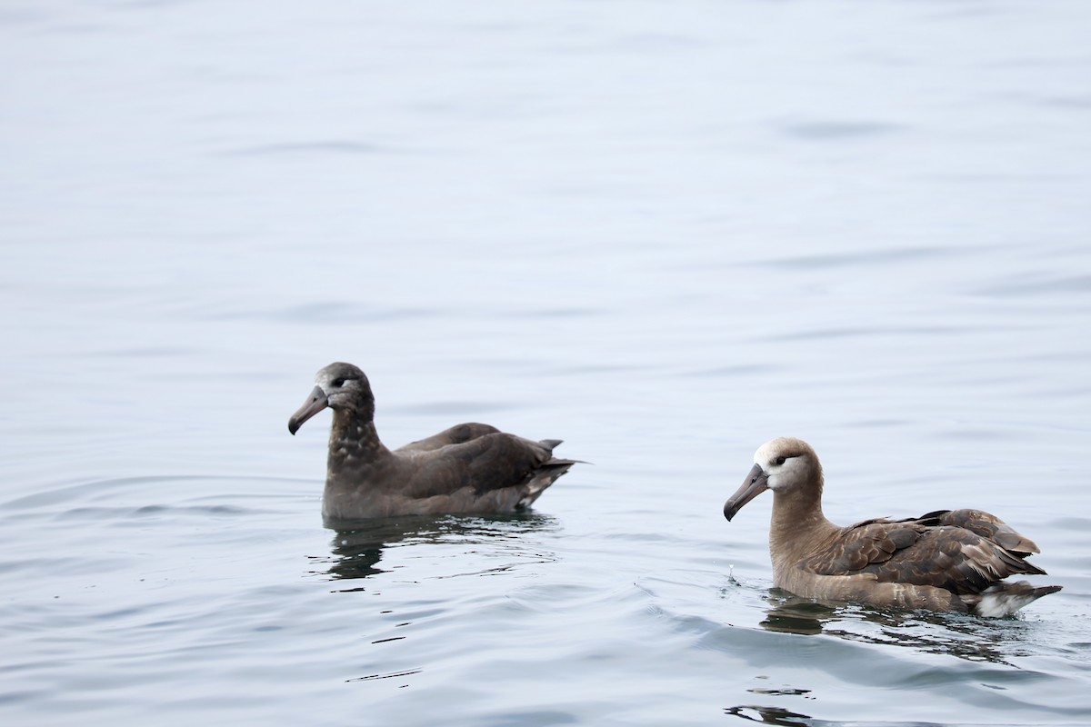 Albatros Patinegro - ML641162283
