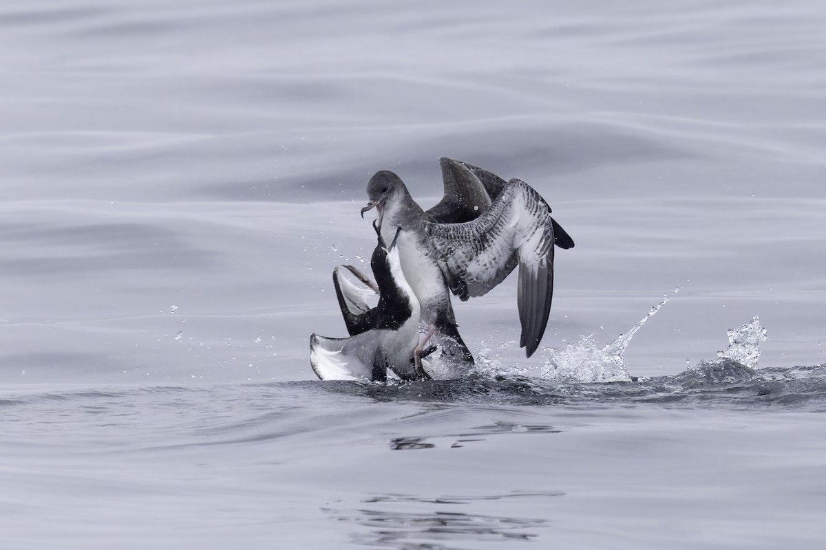 Buller's Shearwater - ML641162285