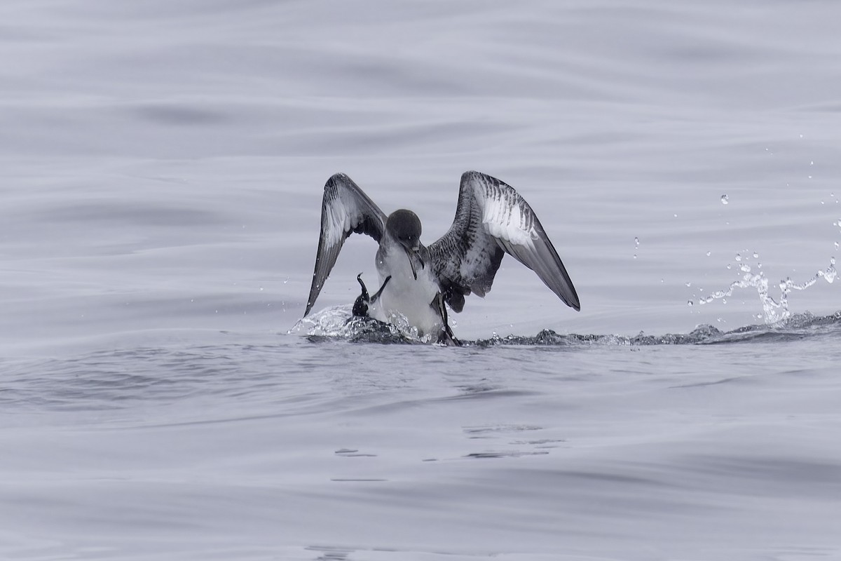Buller's Shearwater - ML641162286