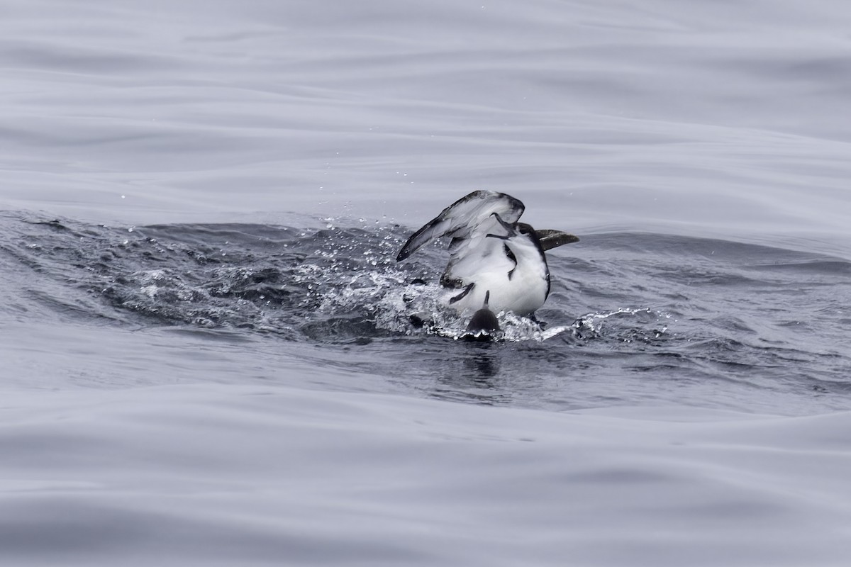 Buller's Shearwater - ML641162287