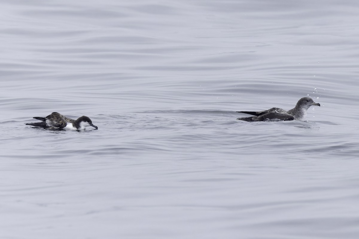 Buller's Shearwater - ML641162288