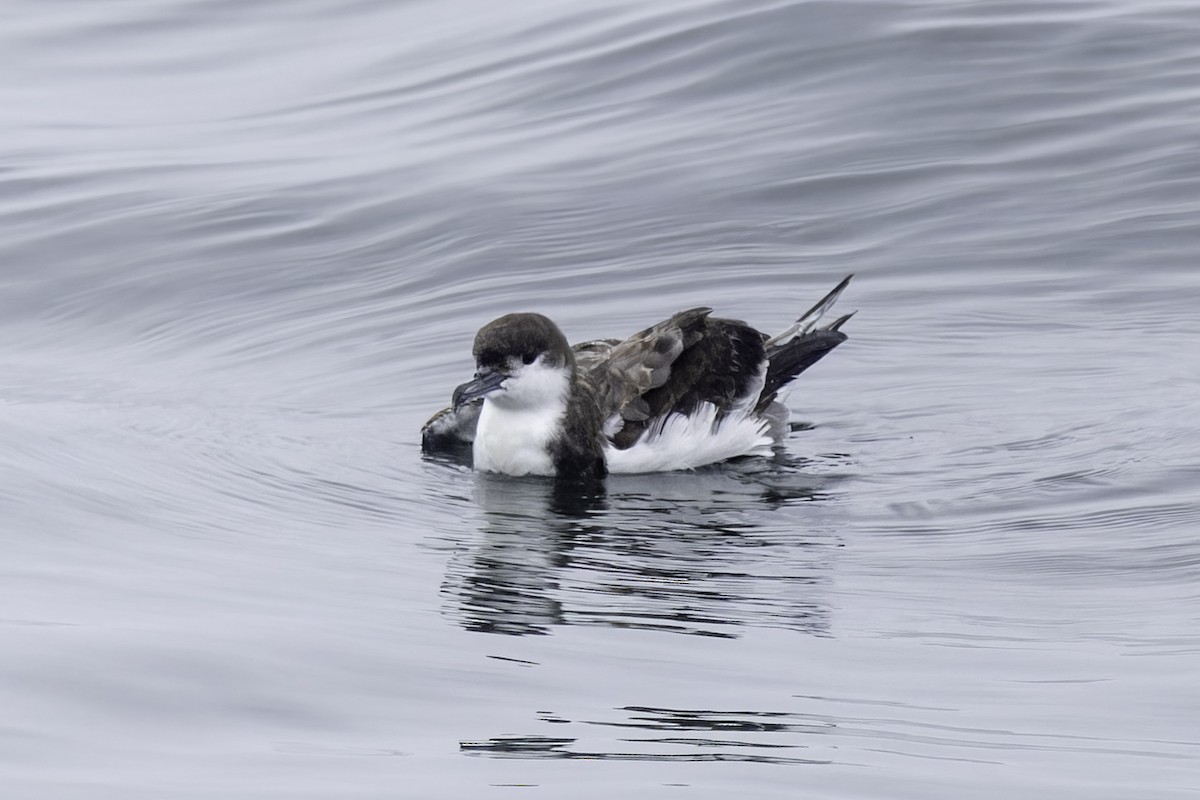 Buller's Shearwater - ML641162289