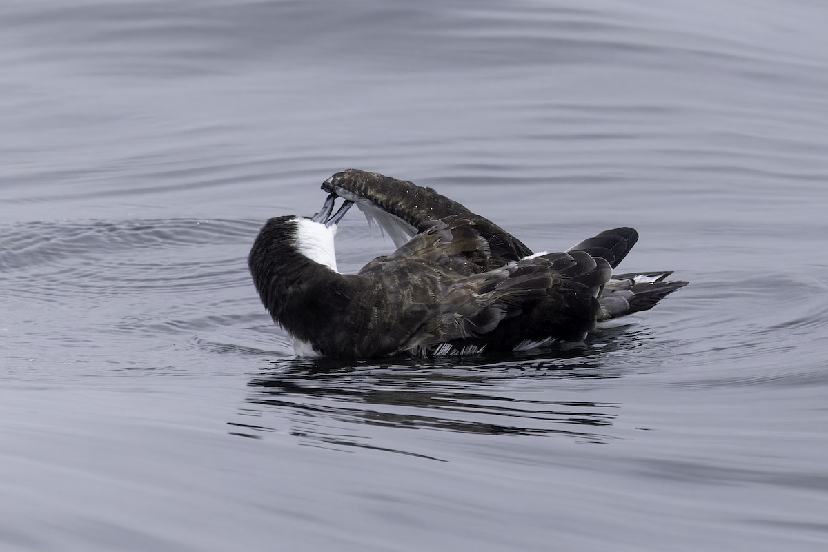 Buller's Shearwater - ML641162290