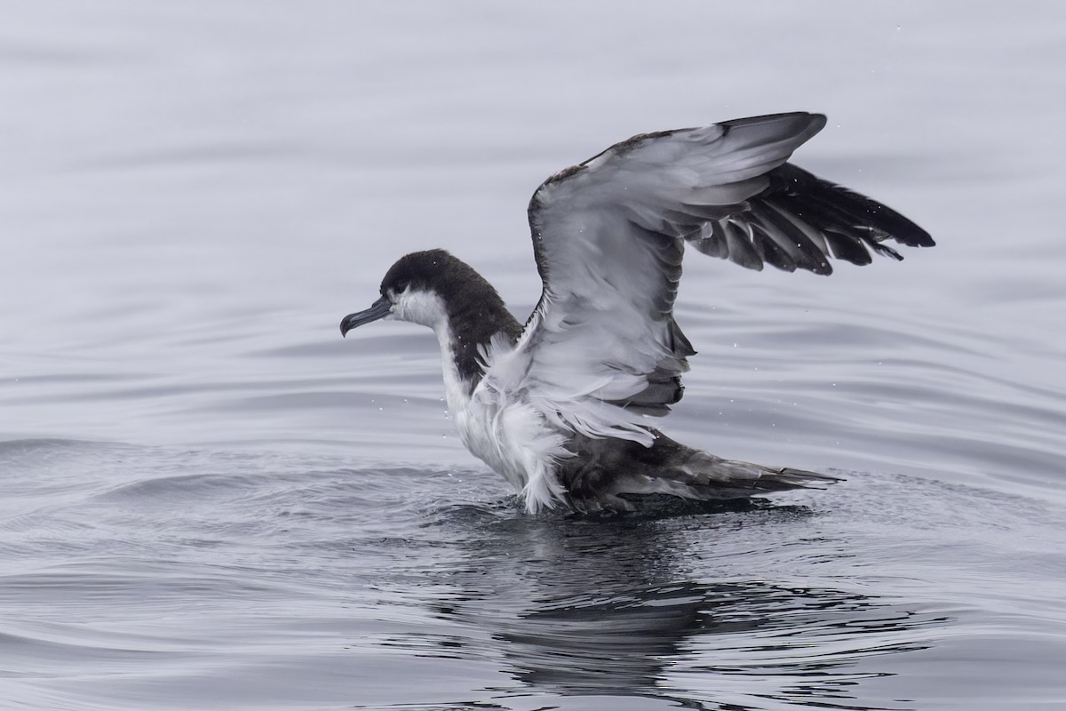 Buller's Shearwater - ML641162291