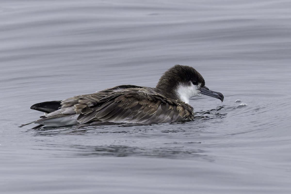 Buller's Shearwater - ML641162292