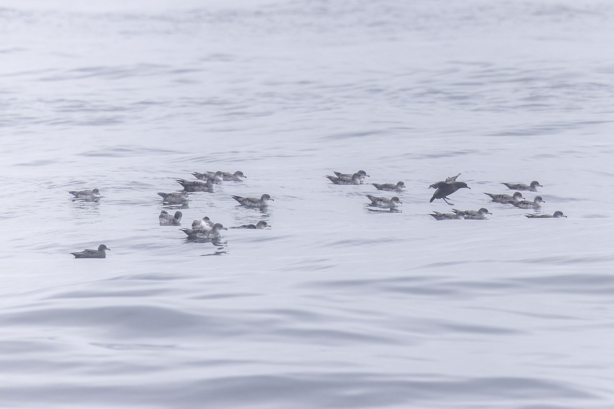 Pink-footed Shearwater - ML641162349