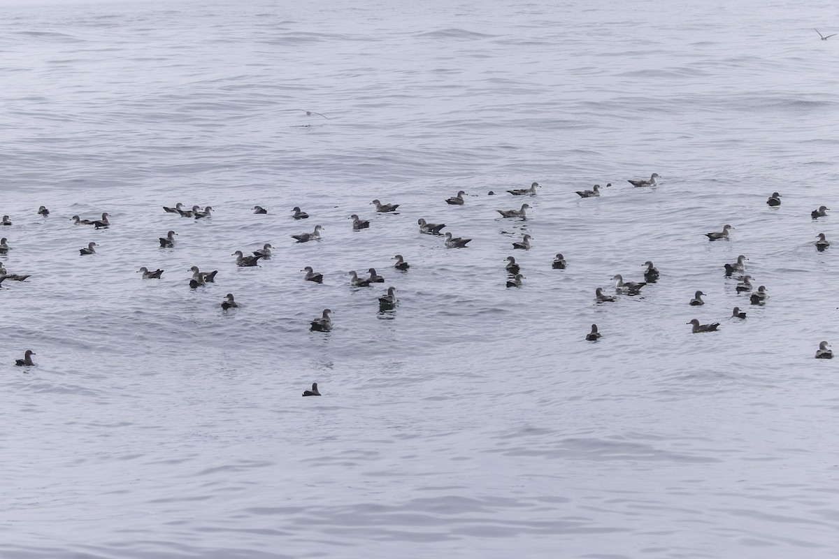 Pink-footed Shearwater - ML641162350