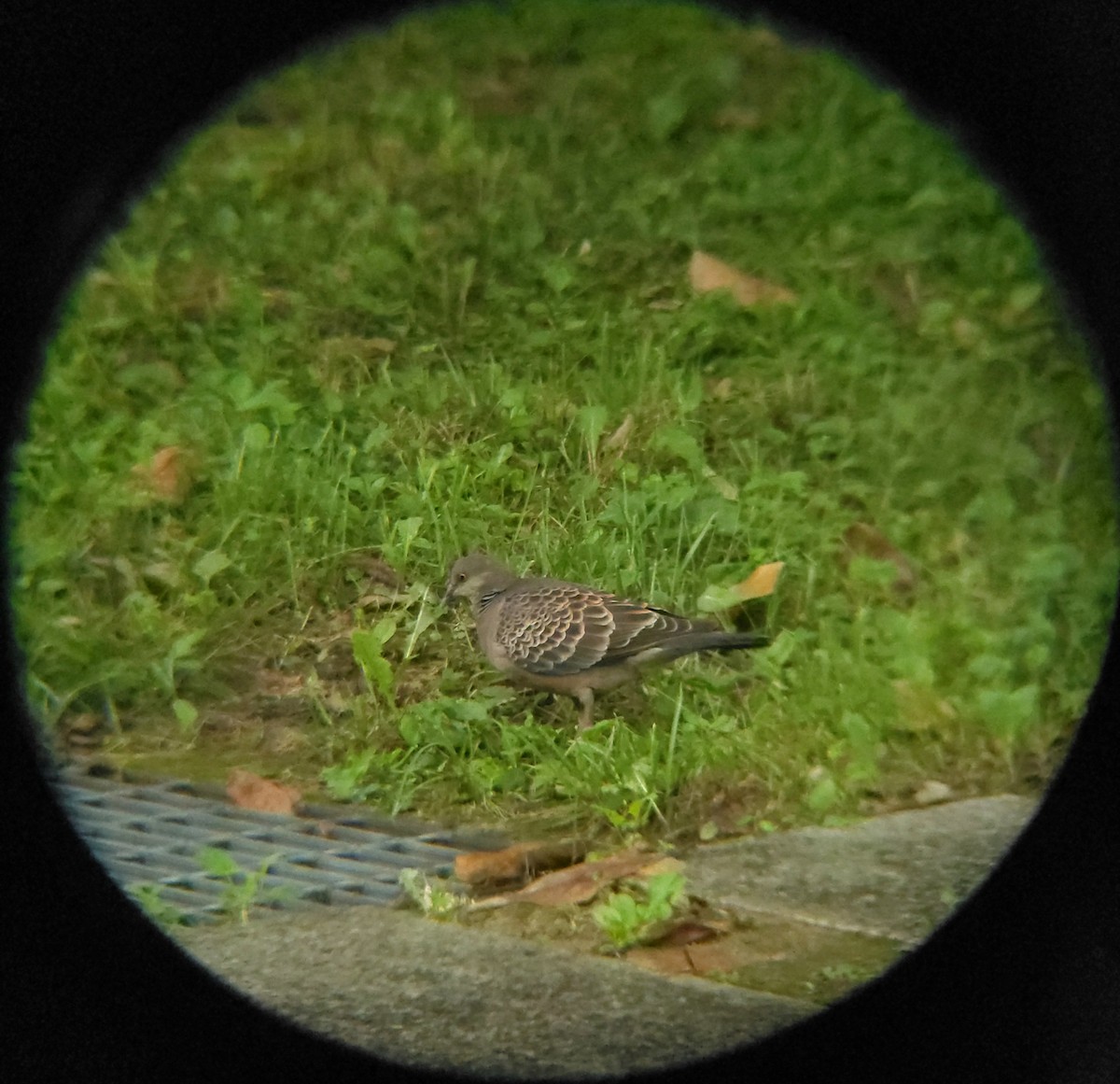 Oriental Turtle-Dove - ML641162351