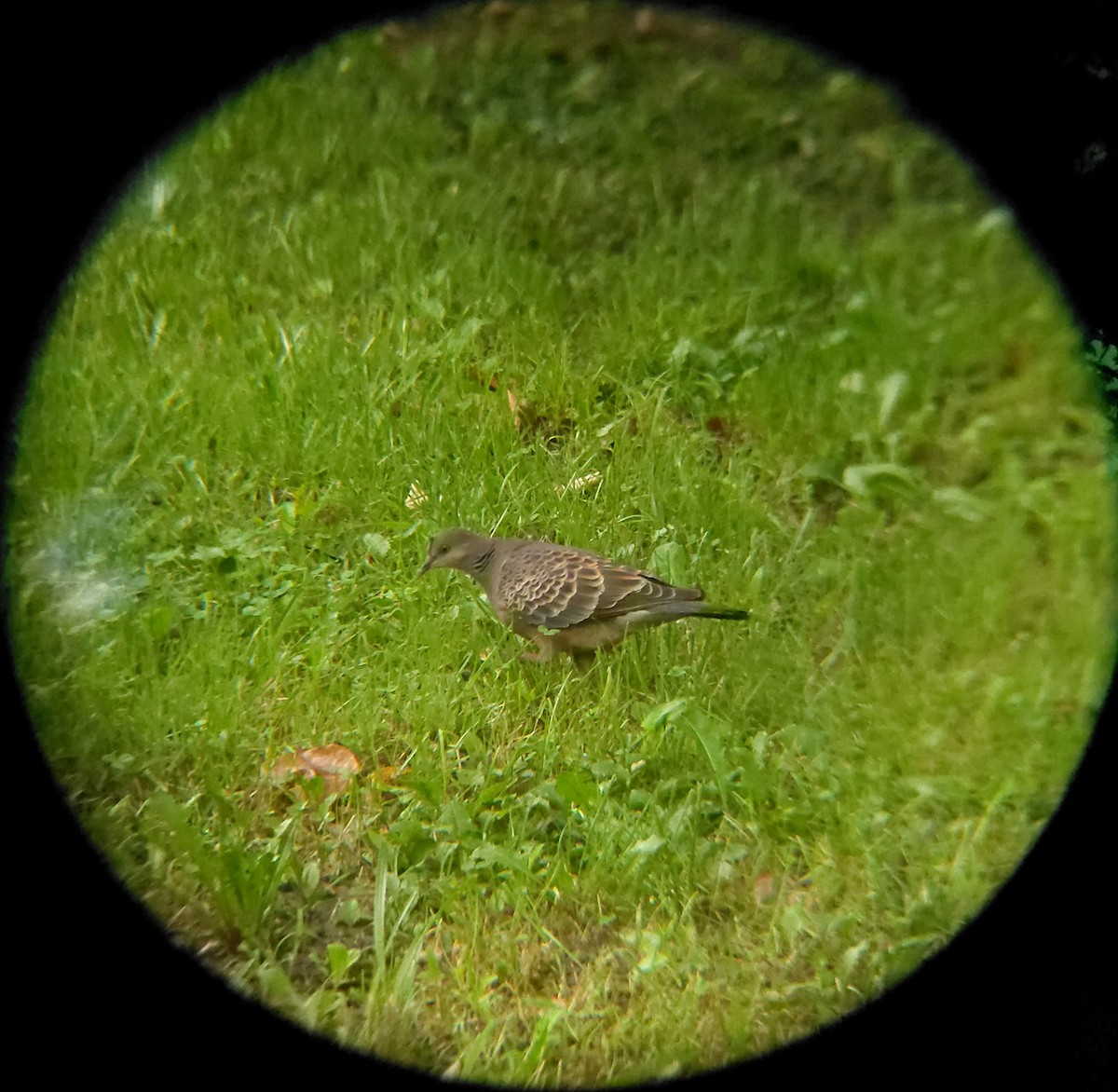 Oriental Turtle-Dove - ML641162352