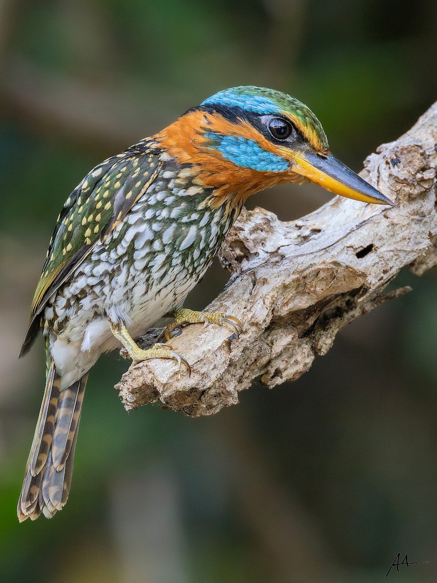 Spotted Kingfisher - ML641162392