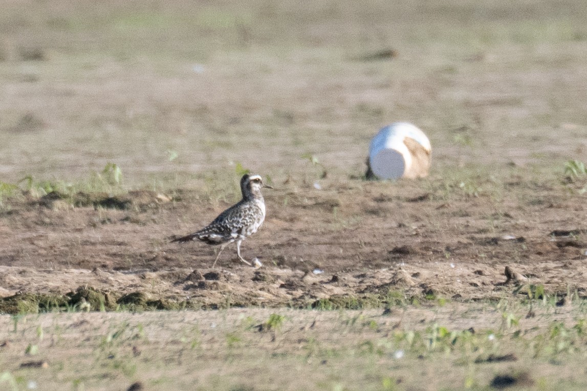 American Golden-Plover - ML641162395