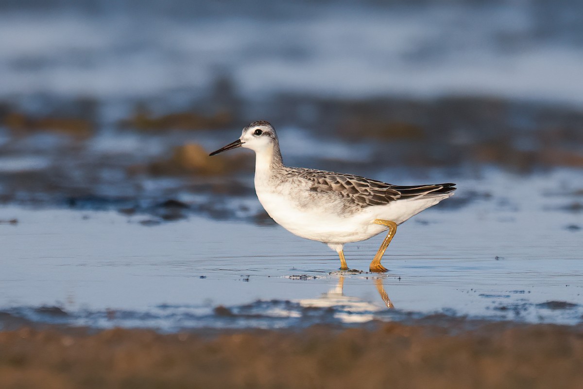 Wilson's Phalarope - ML641162404