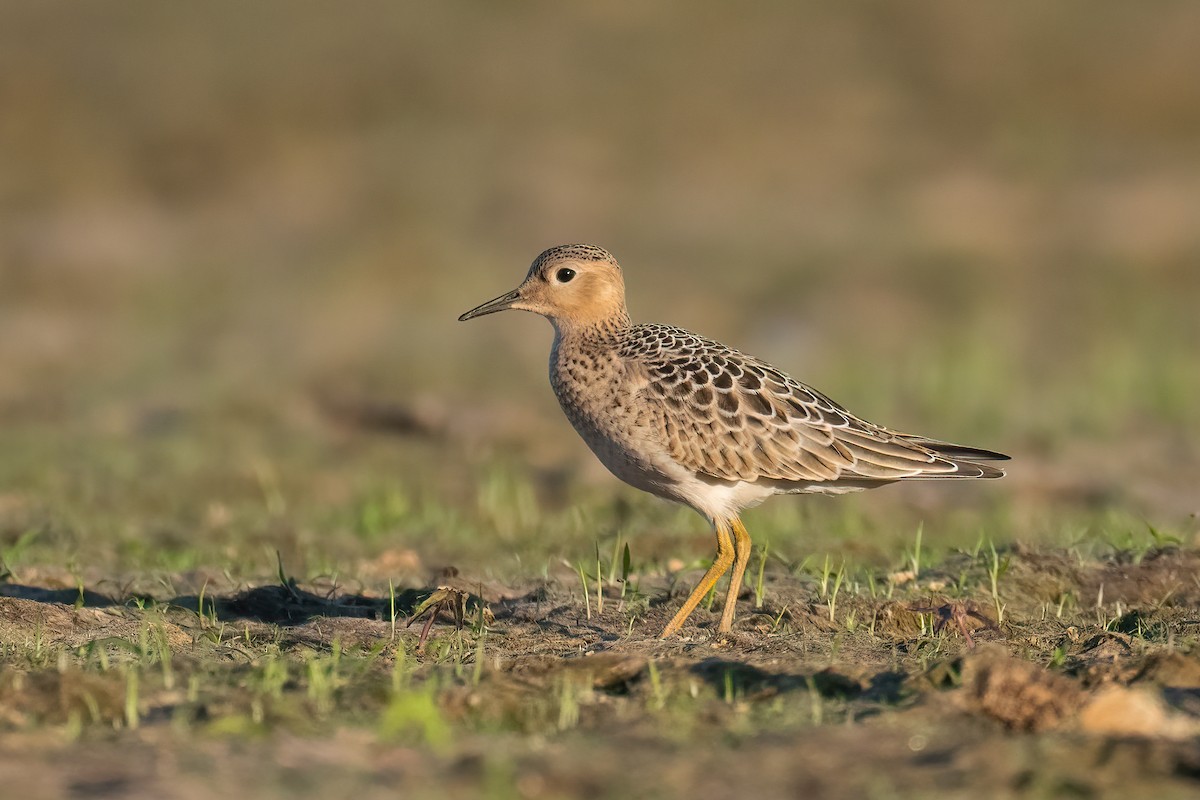 Buff-breasted Sandpiper - ML641162417