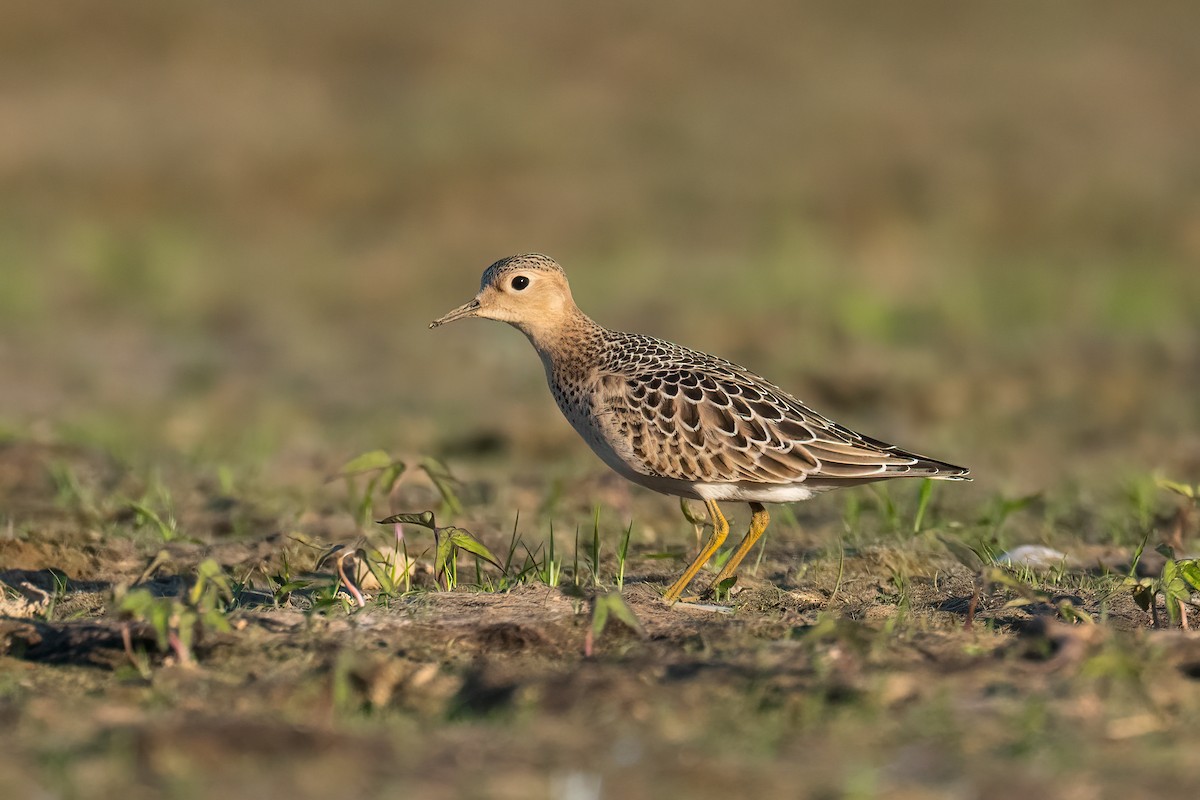 Buff-breasted Sandpiper - ML641162418