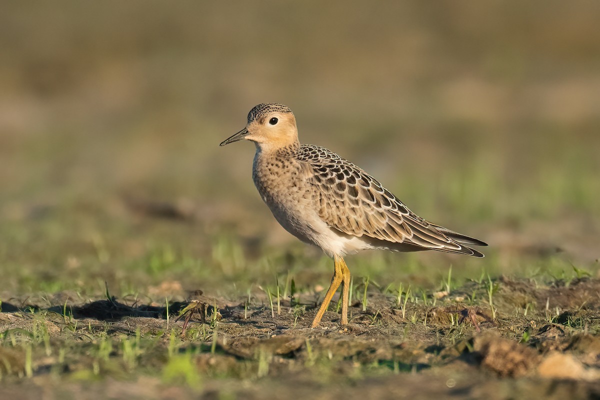 Buff-breasted Sandpiper - ML641162423