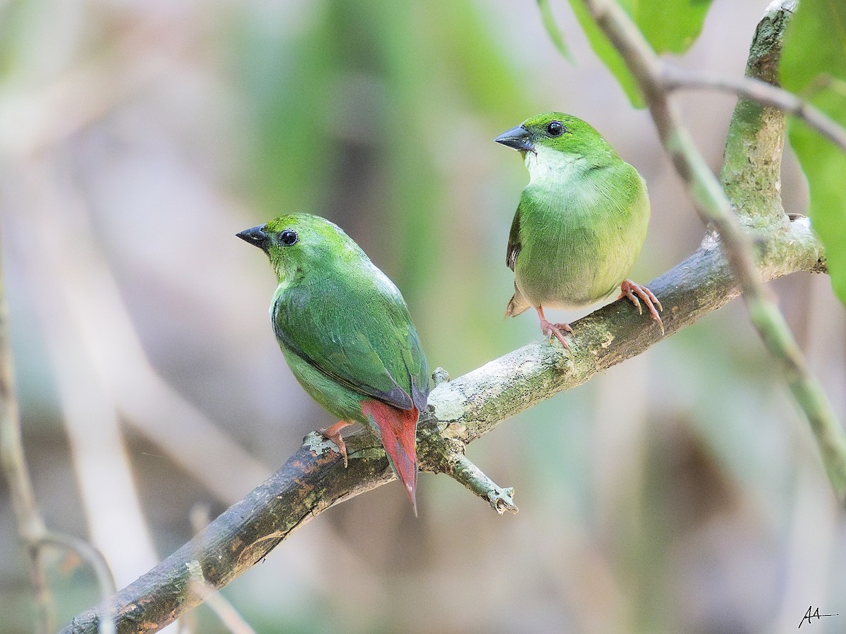 Green-faced Parrotfinch - ML641162424