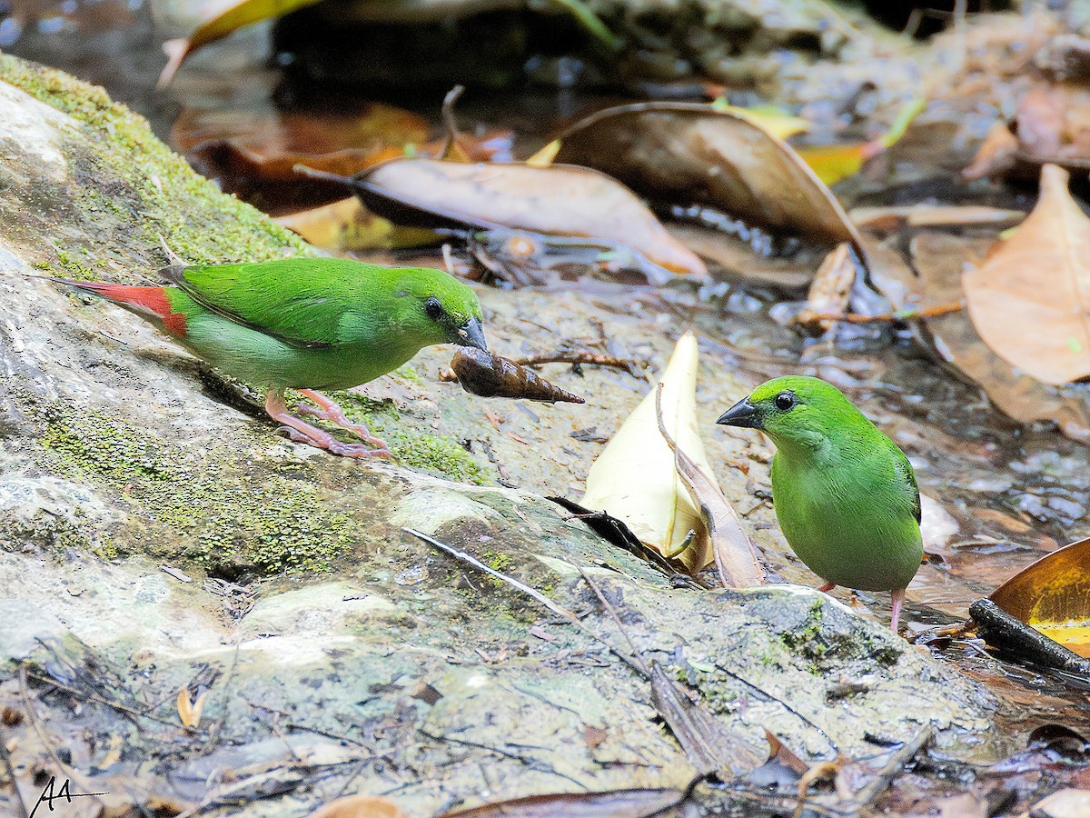 Green-faced Parrotfinch - ML641162425