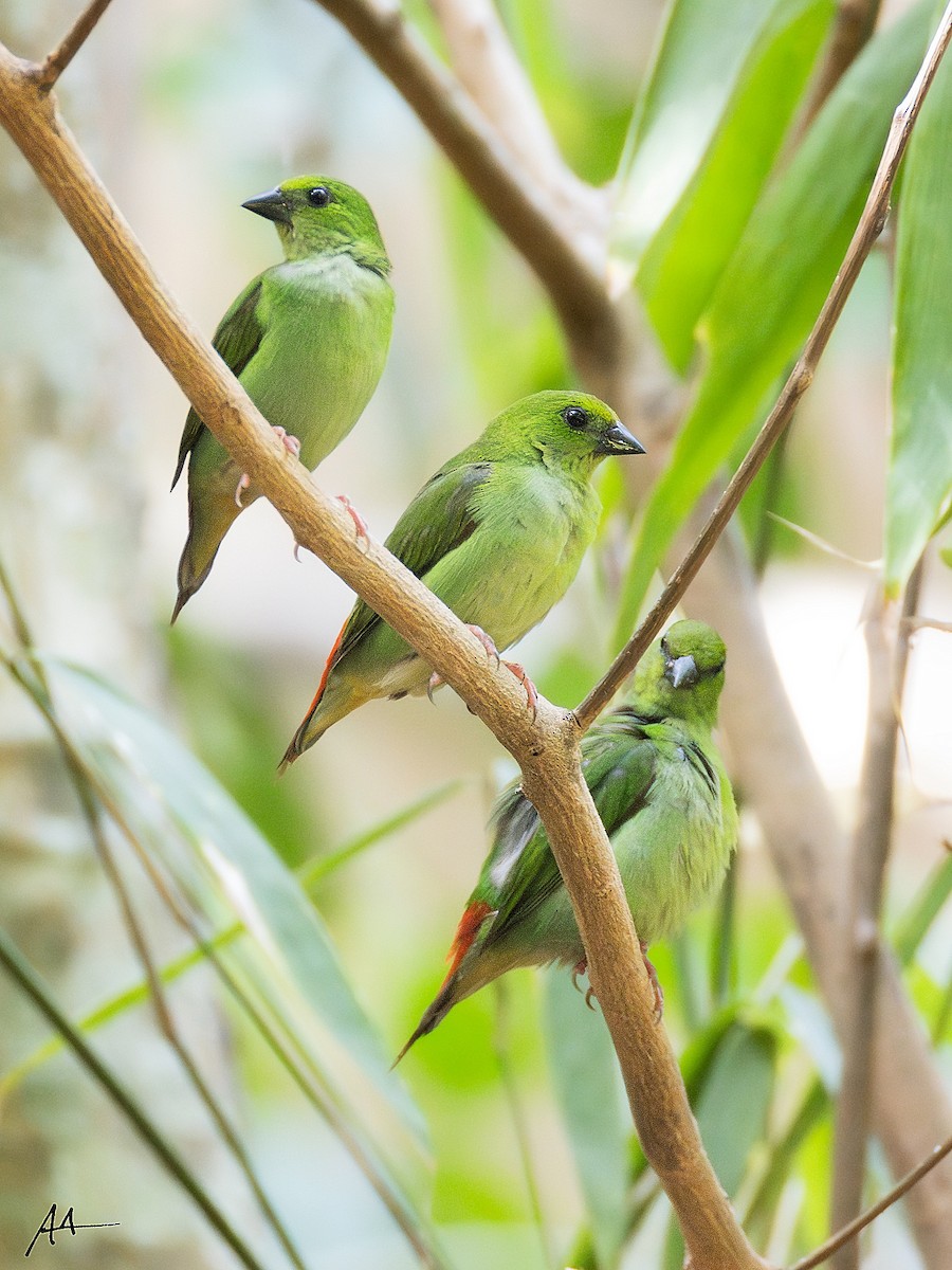 Green-faced Parrotfinch - ML641162427