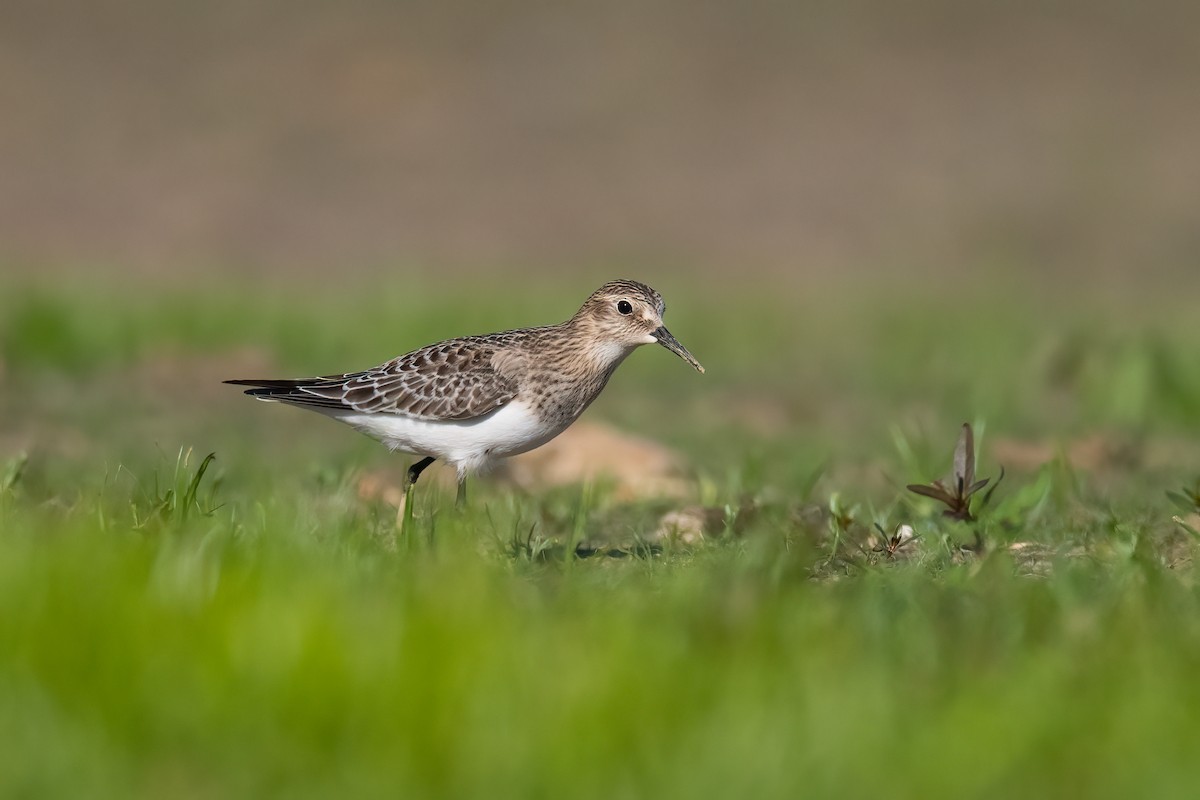Baird's Sandpiper - ML641162432