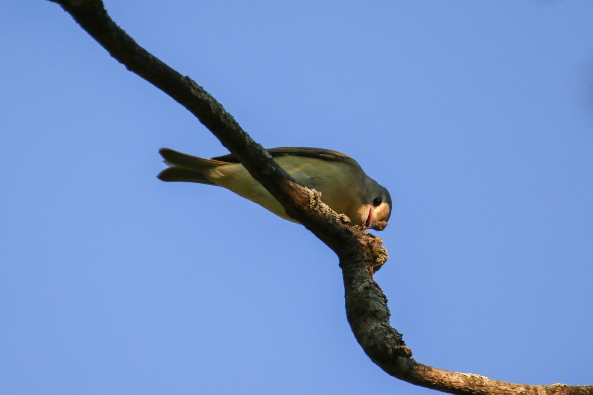 Philadelphia Vireo - ML641162463
