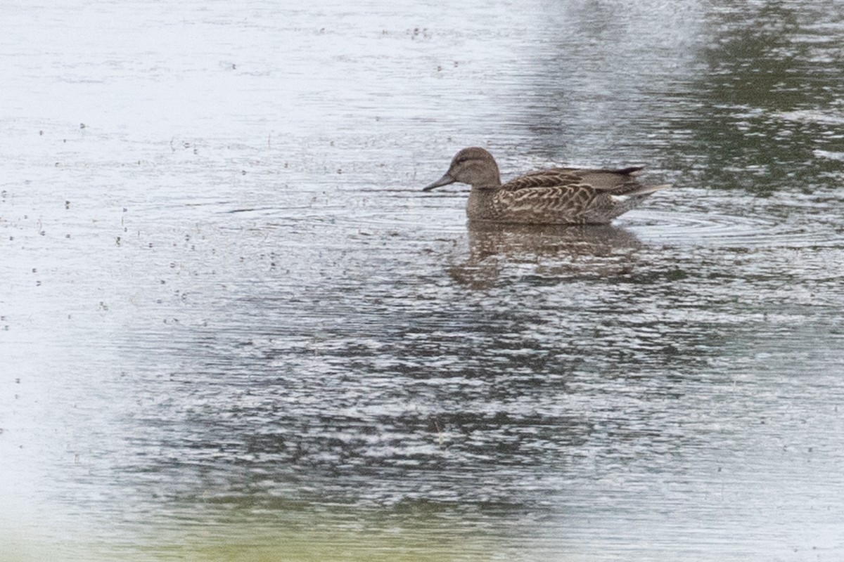 Green-winged Teal (American) - ML641162505