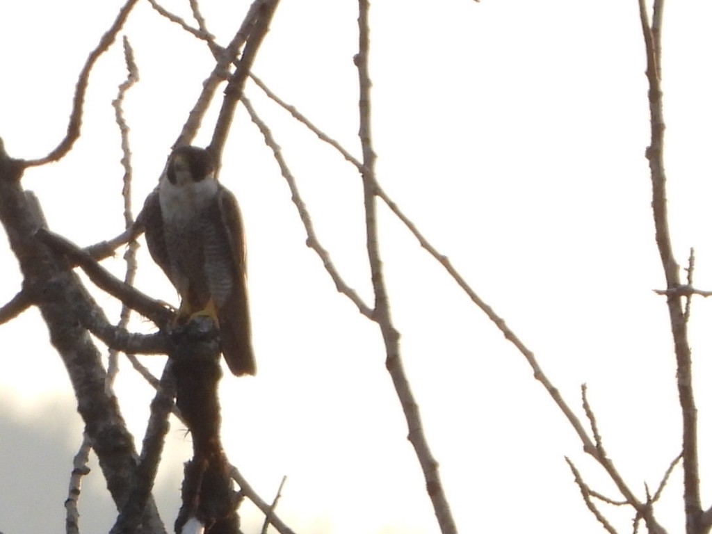 Halcón Peregrino - ML641162518