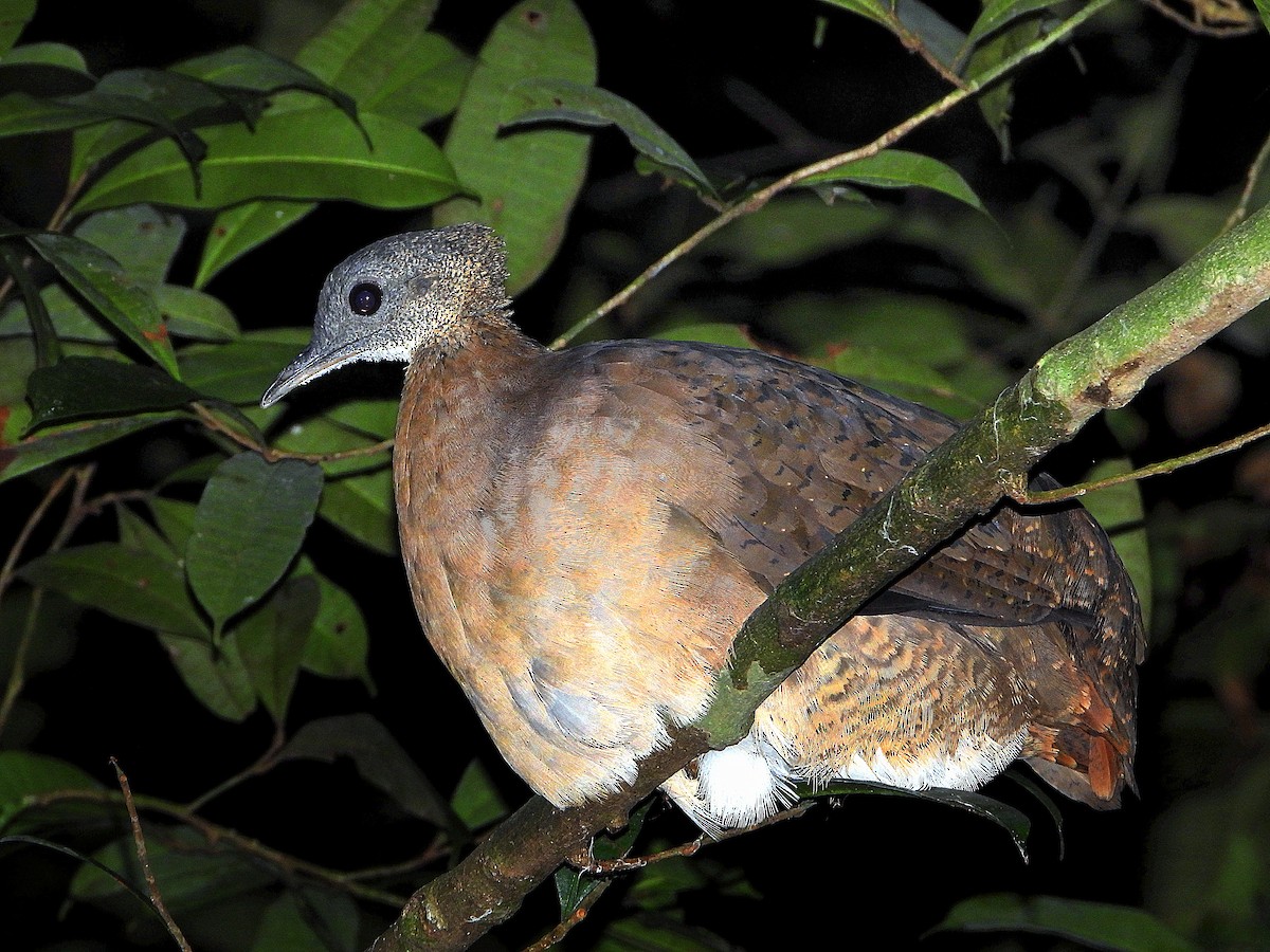 White-throated Tinamou - ML641162537