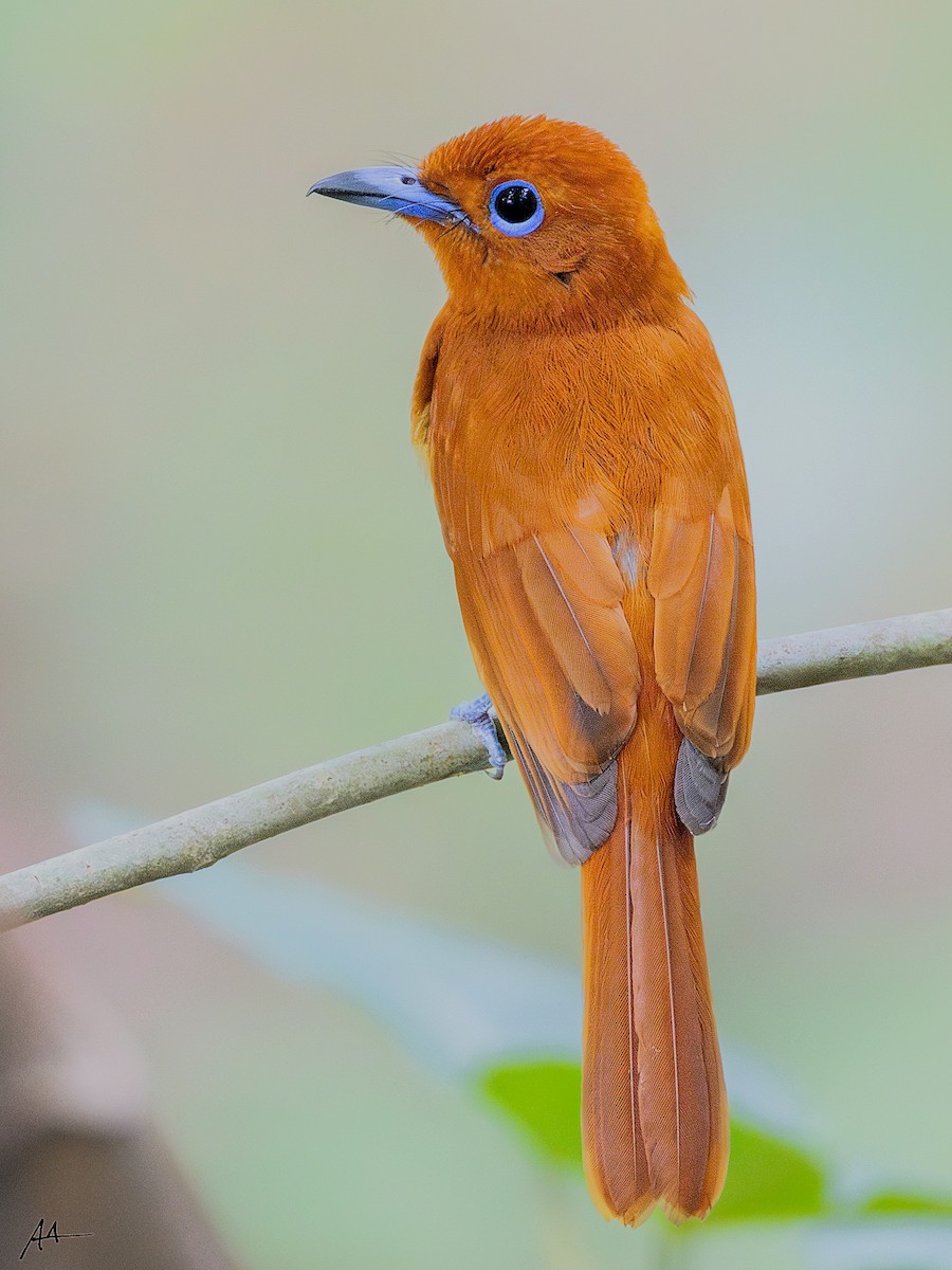 Rufous Paradise-Flycatcher - ML641162561