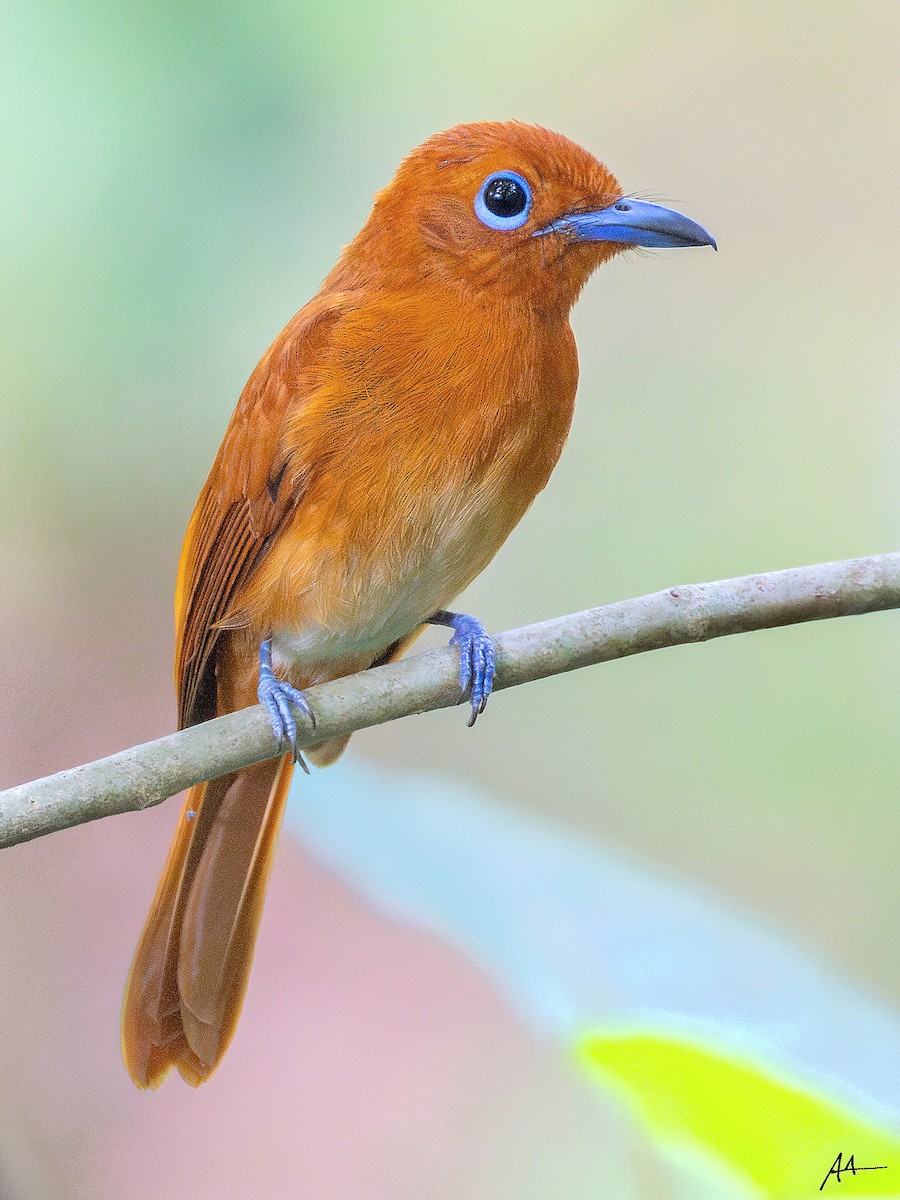 Rufous Paradise-Flycatcher - ML641162562